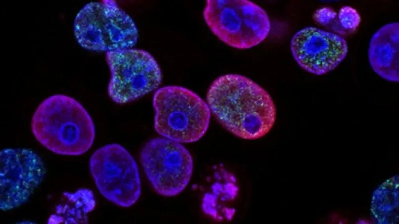 Stem Cell Center